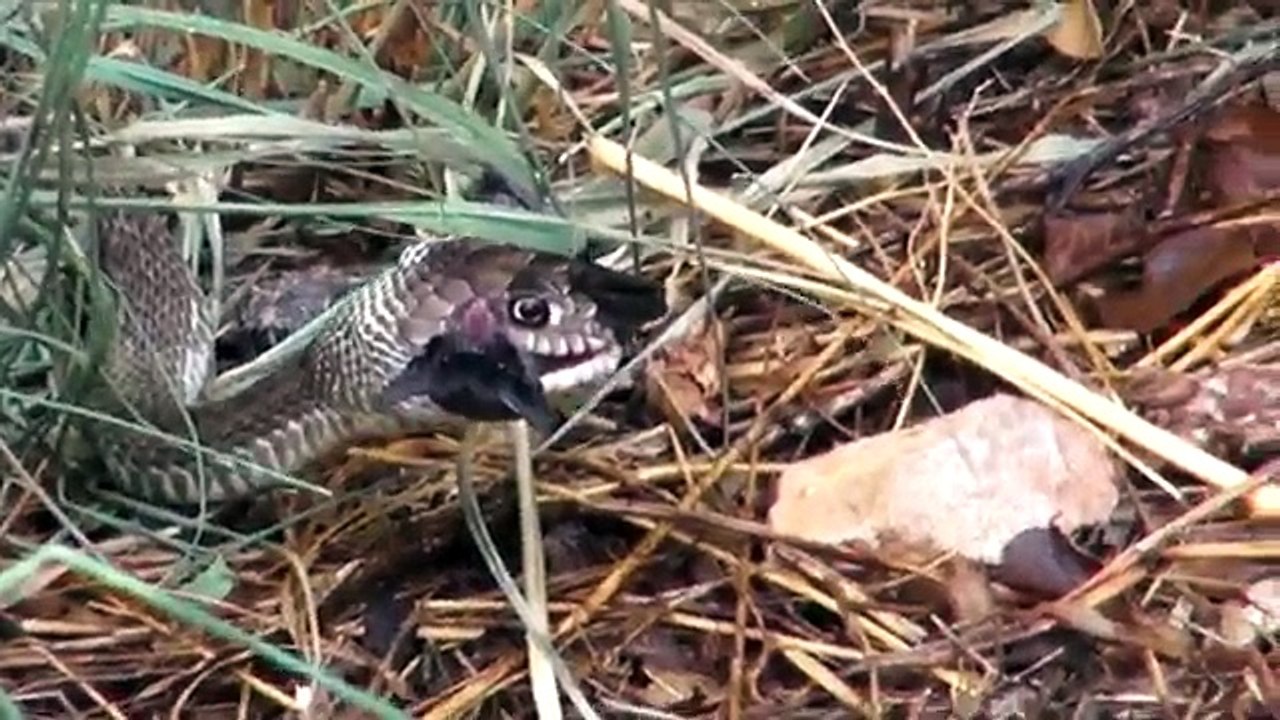 Snake Eats Bat