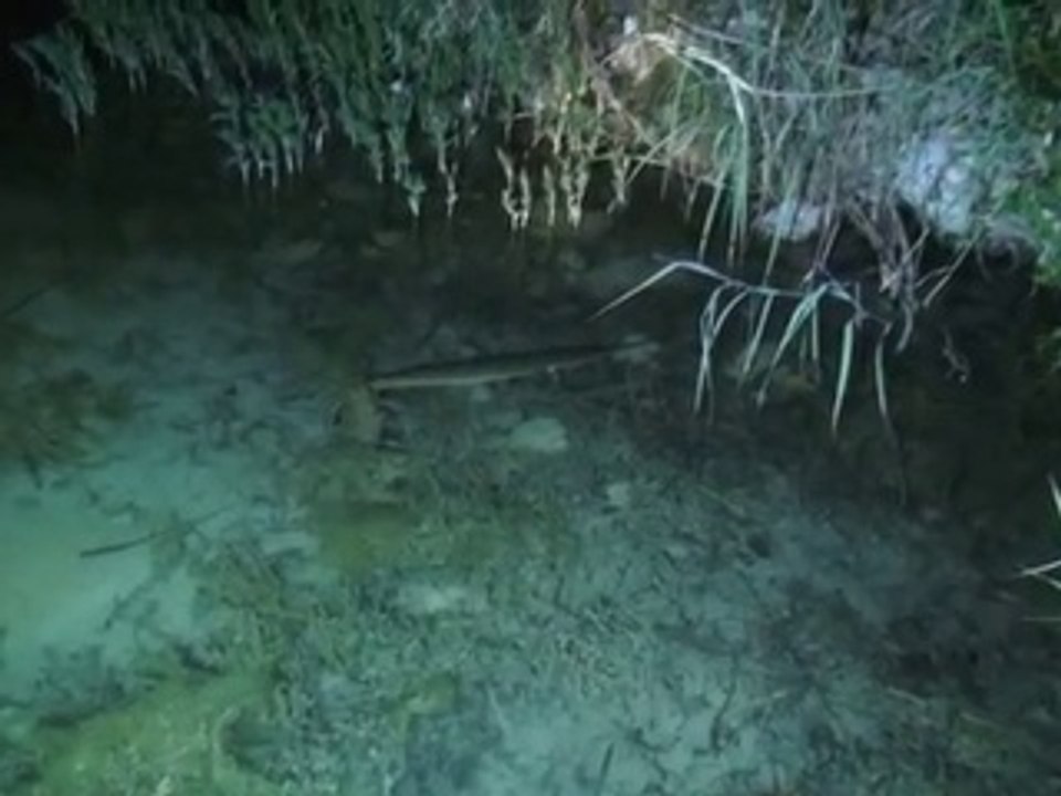 Spotted Gar at night
