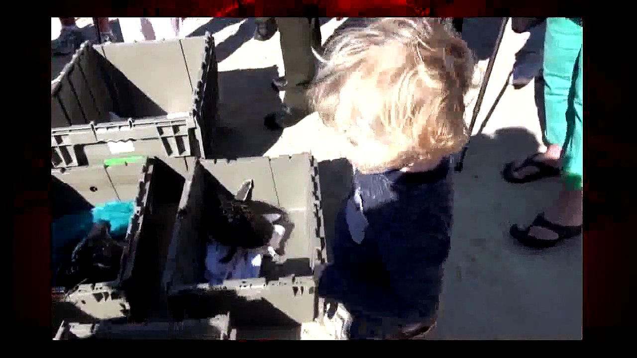 Loggerhead Sea Turtle Rescue 11-2013