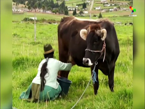 ECUADOR: Foot and Mouth Disease Eradicated