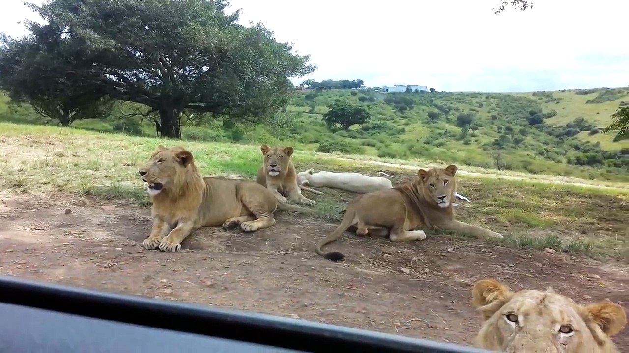 Un lion ouvre la porte d'une voiture pendant un safari