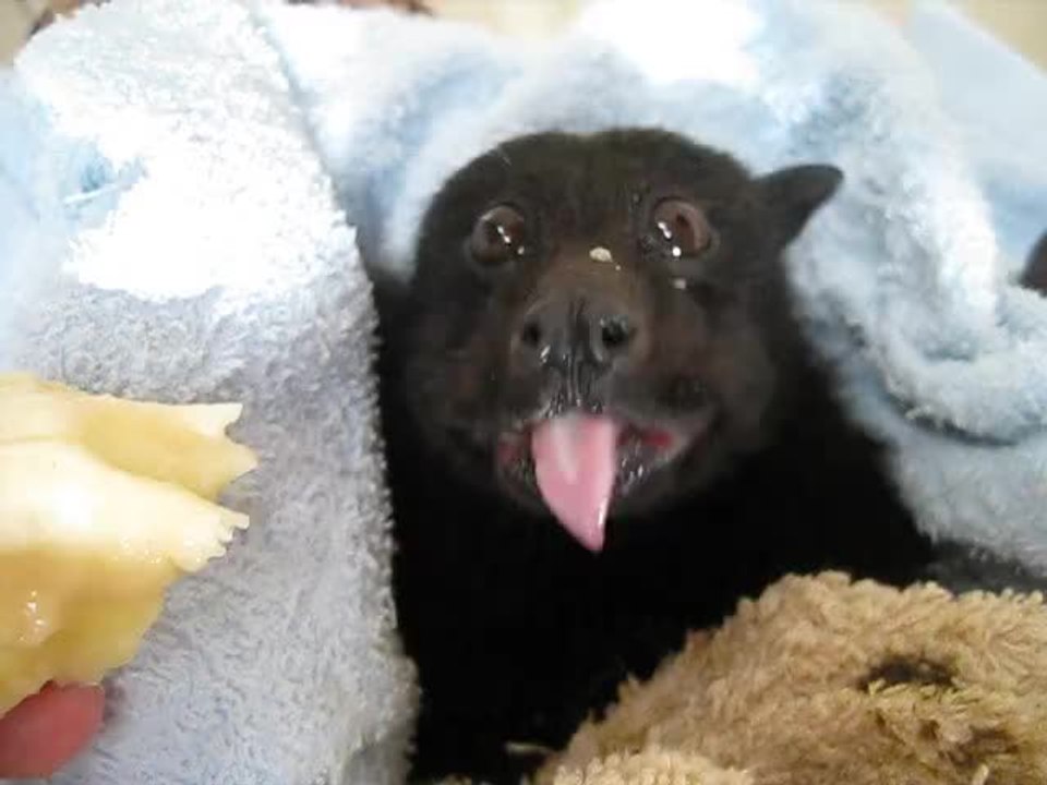 Chauve-souris mange une banane