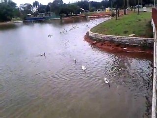 OS PATOS NO PARQUE - 20131123_165953