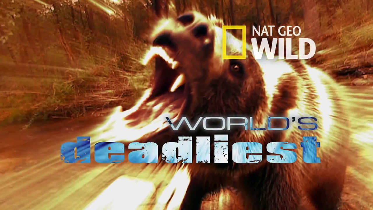 World's Deadliest - Rattlesnake vs. Hawk