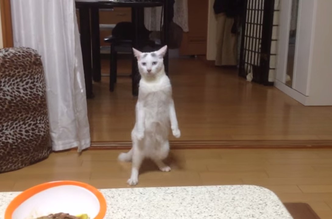 The Ultimate Cats Walking Like Humans Compilation video Dailymotion