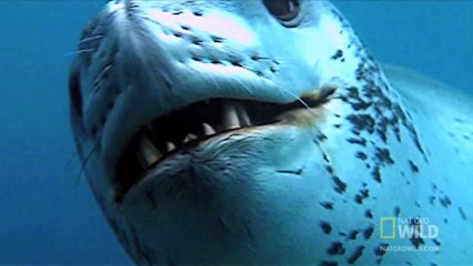 World's Deadliest - Seal vs. Penguin