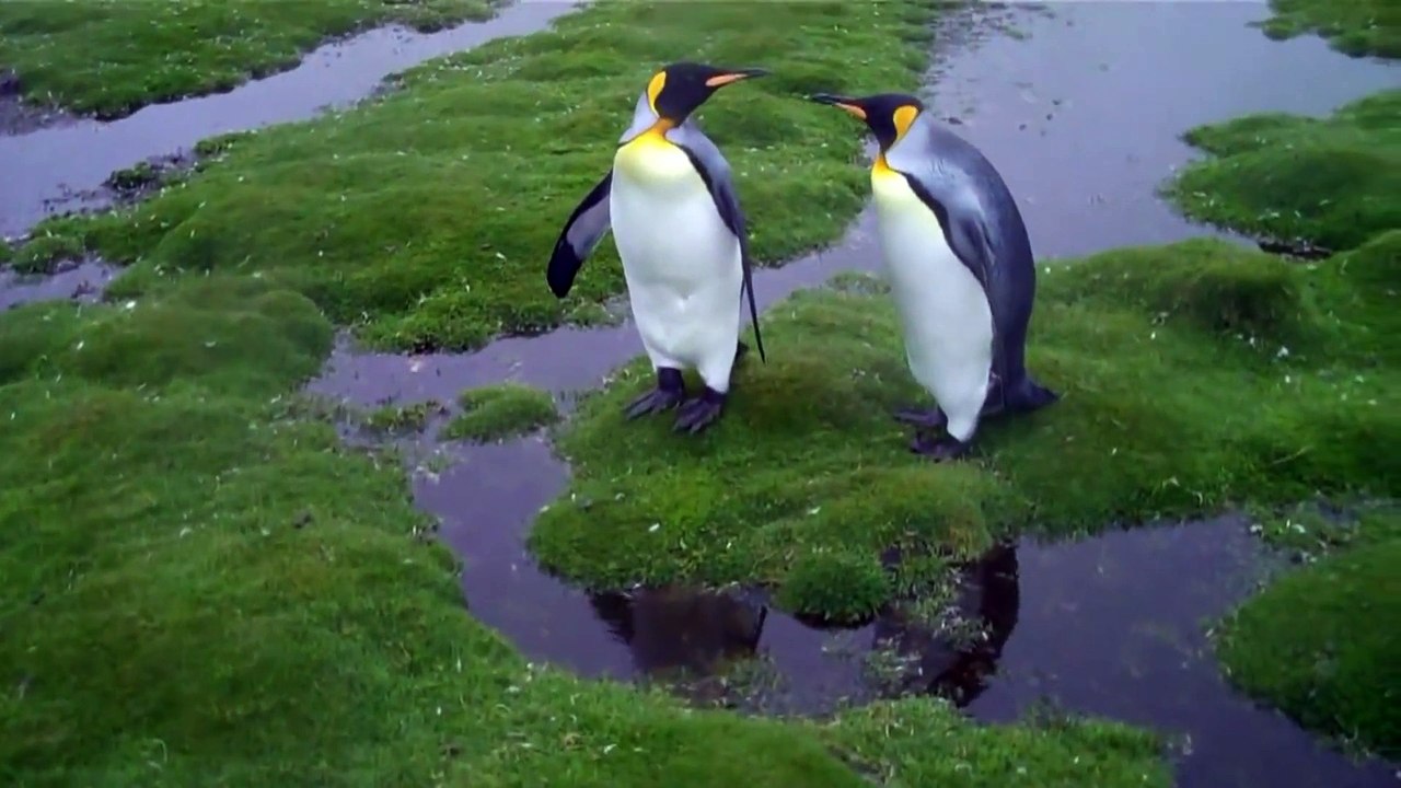 Funny Pinguin Dilemma HD - Translation ! Дилемма Смешных Пингвинов - Прикол !