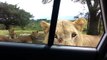 A Lion Opens the Car Door to Get a Closer Look