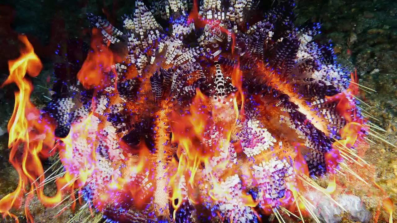 Chariot of Fire - Fire Urchins with Coleman Shrimps, Zebra Crabs & Urchin Crabs