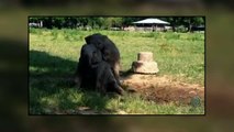 Baby elephant interact each other