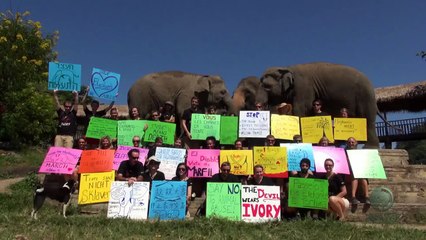 Why we need to be the voice for elephants