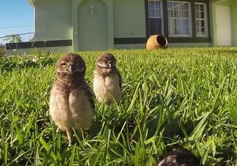 Dos búhos bailan hip-hop frente a una Go Pro