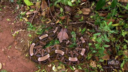 World's Deadliest - Six-Foot Snake Ambushes Prey