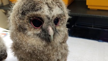 Who said baby owls weren't cute?