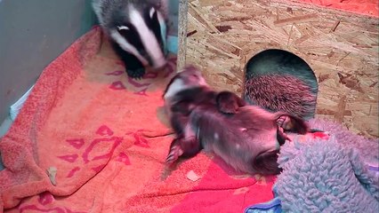 Cute baby badgers chilling out