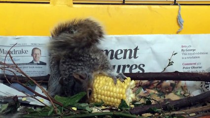 Squirrels wrestling over food