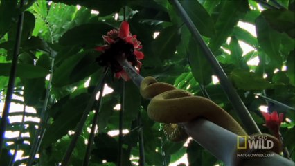 World's Deadliest - Snake's Secret Weapon