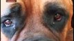 DOG BREED - Bullmastiff [ENG]