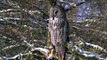 World's Deadliest - Super-Hearing Helps Owl Hunt