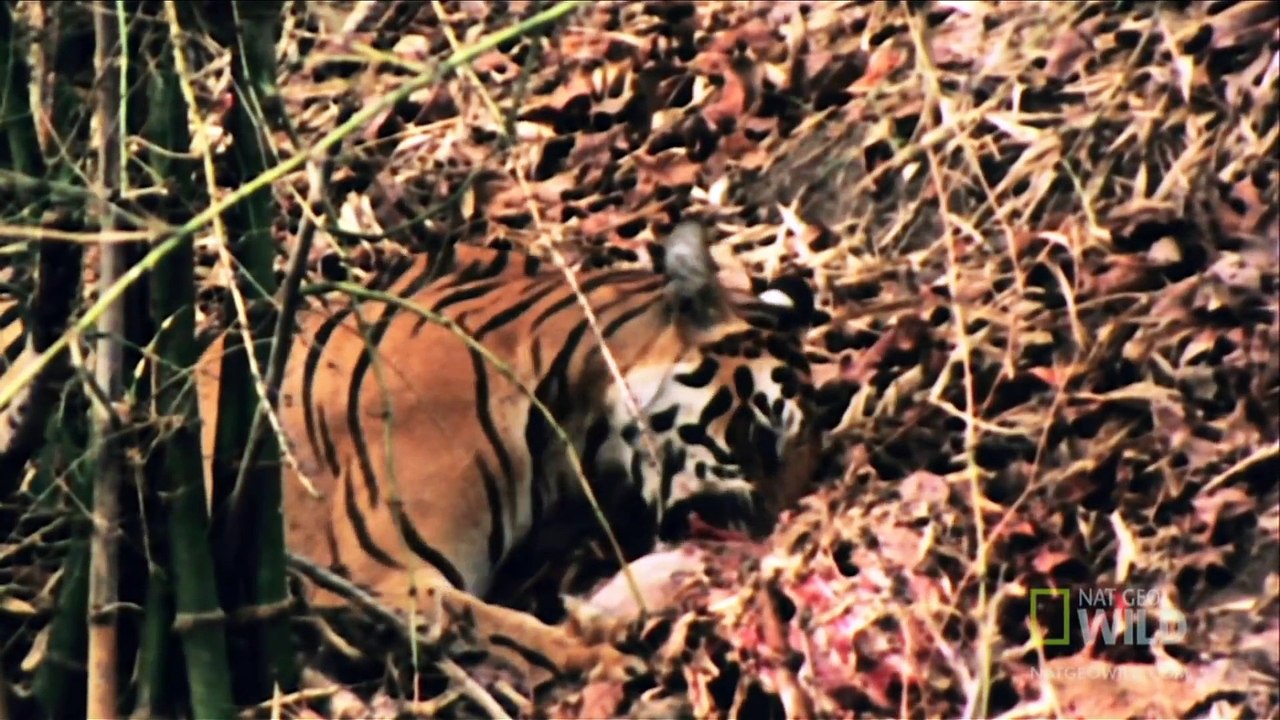 World's Deadliest - Tiger vs. Deer
