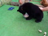 I tried to touch the bear　 (video  movie animal pet dog cat zoo impact)