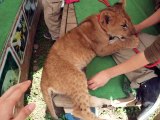 I tried to touch the　lion (video  movie animal pet dog cat zoo impact)