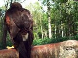 Hunting hawks (video movie animal pet bird dog cat zoo impact)