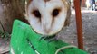 I tried to touch the owl (video  movie animal pet bird dog cat zoo impact)