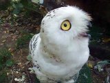 Notice! amazing owl's face! (video movie animal pet bird dog cat zoo impact)