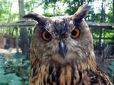 Notice! the angry owl (video  movie animal pet bird dog cat zoo impact)