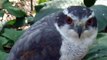 The hunting hawk (video  movie animal pet bird dog cat zoo impact)