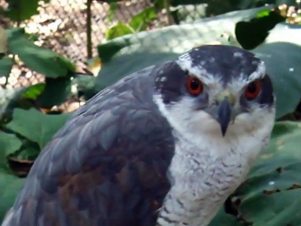 The hunting hawk (video  movie animal pet bird dog cat zoo impact)