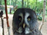 The silent owl (video  movie animal pet bird dog cat zoo impact)