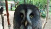 The silent owl (video  movie animal pet bird dog cat zoo impact)
