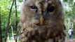 This owl has a ominous face! (video  movie animal pet bird dog cat zoo impact)