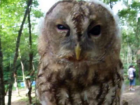 This owl has a ominous face! (video movie animal pet bird dog cat zoo impact)