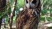 This owl has a strange face! (video  movie animal pet bird dog cat zoo impact)