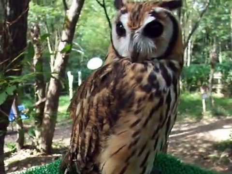 This owl has a strange face! (video movie animal pet bird dog cat zoo impact)