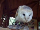 very cute! the white owl (video  movie animal pet bird dog cat zoo impact)