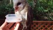 feeding to the white owl (video  movie animal pet bird dog cat zoo impact)