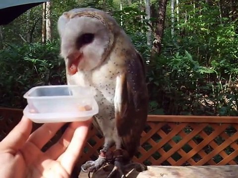 feeding to the white owl (video movie animal pet bird dog cat zoo impact)