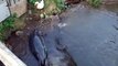 The swiming seals (video  movie animal pet bird dog cat zoo impact)
