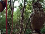 The experiment!The owl vs mirror (video  movie animal pet bird dog cat zoo impact)