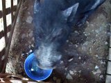 I tried to touch the black pig (video  movie animal pet bird dog cat zoo impact)