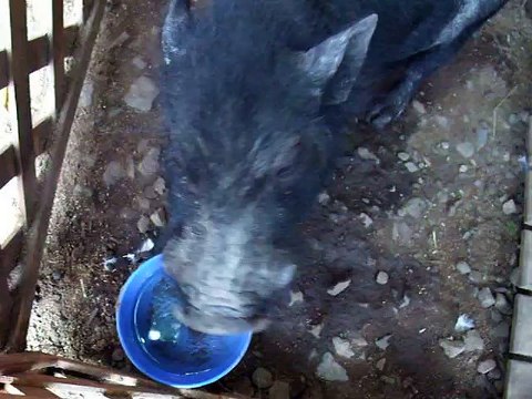 I tried to touch the black pig (video movie animal pet bird dog cat zoo impact)