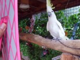 The experiment!　The parakeet vs mirror (video  movie animal pet bird dog cat zoo impact)