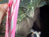 The experiment!The raccoondog vs mirror (video  movie animal pet bird dog cat zoo impact)