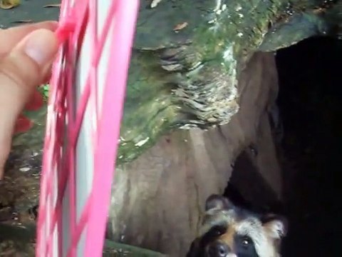The experiment!The raccoondog vs mirror (video movie animal pet bird dog cat zoo impact)