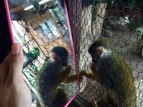 The experiment! The Squirrel monkey vs mirror (video movie animal pet bird dog cat)