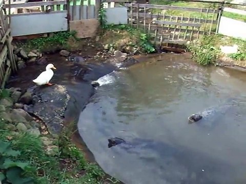 the jumpping seals (video movie animal pet bird dog cat zoo impact)